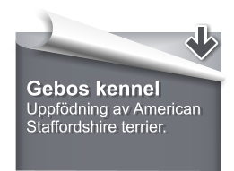 Gebos kennel Uppfdning av American Staffordshire terrier.