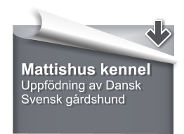 Mattishus kennel Uppfdning av Dansk Svensk grdshund