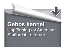 Gebos kennel Uppfdning av American Staffordshire terrier.