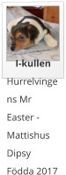 I-kullen Hurrelvingens Mr Easter - Mattishus Dipsy Fdda 2017